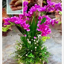 Красная роза, гибрида фрезии, лампы в горшках, цветы в горшках, корни растений, бонсай-Цветочные лампы, комнатное растение, естественный рост, 2 шт