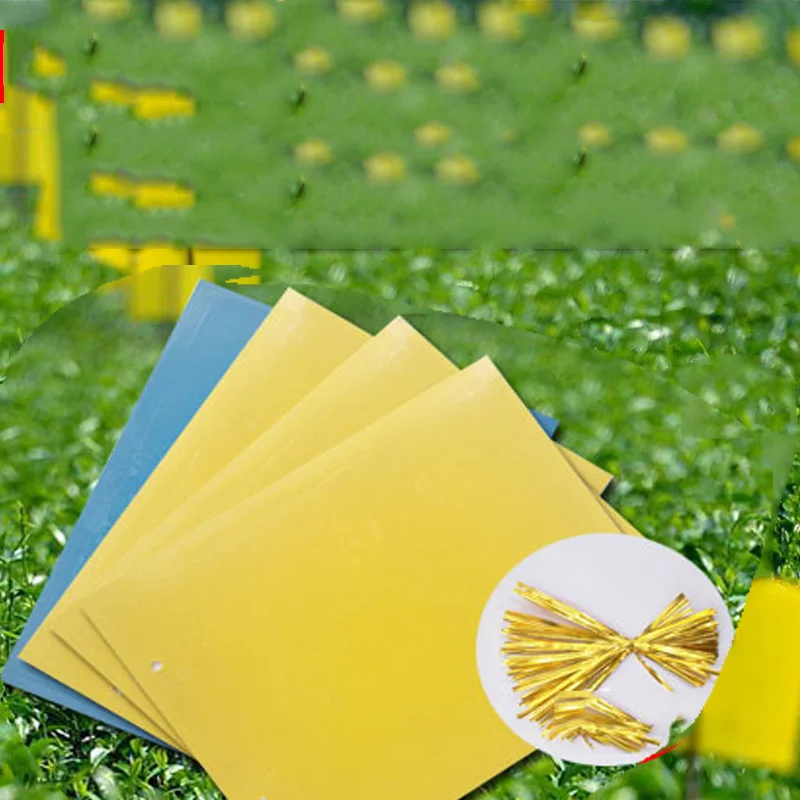 

Double sided Sticky Flying Insects Thrips Gnats Aphid Fruitfly Trap Yellow Blue Flying Insect Pest Glue Traps Catcher Fly Bugs
