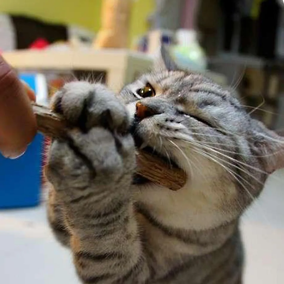 2шт чистая натуральная кошачья мята кошачий поезд молярная зубная паста ветка для чистки зубов Silvervine для кошек снэки палочки товары для домашних животных