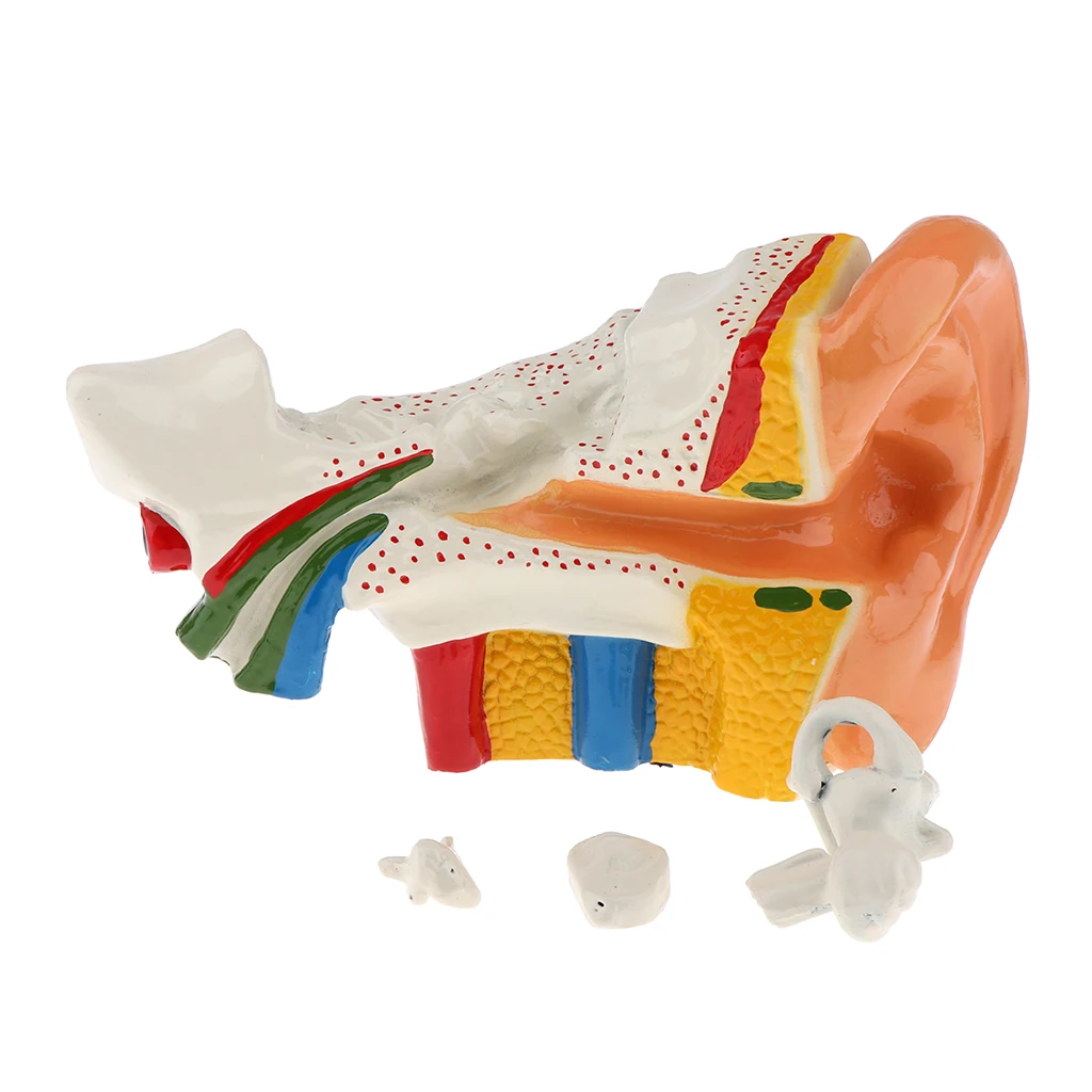 6 Times Enlarged Human Ear Anatomy Model Educational Learning Display Lab Equipment
