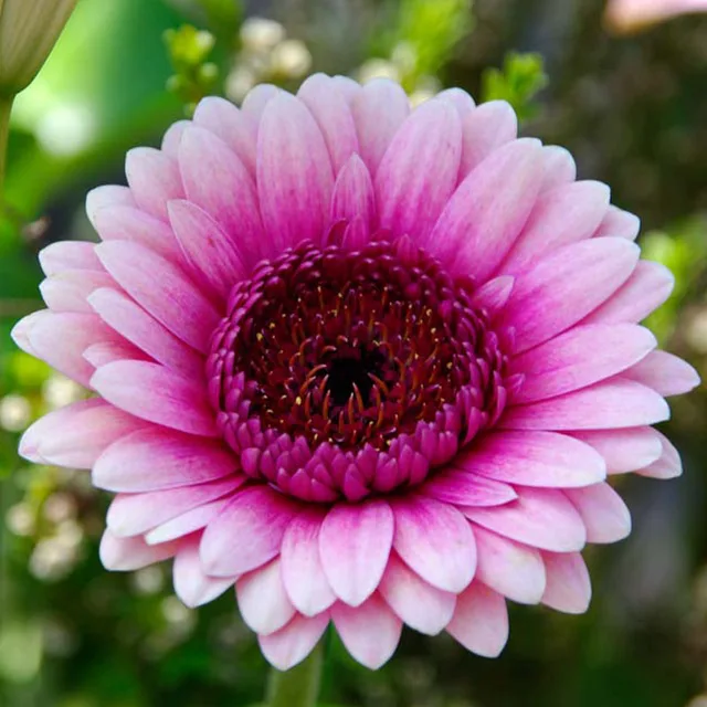 200pcs Chrysanthemum Bonsai Beautiful Flower Plants
