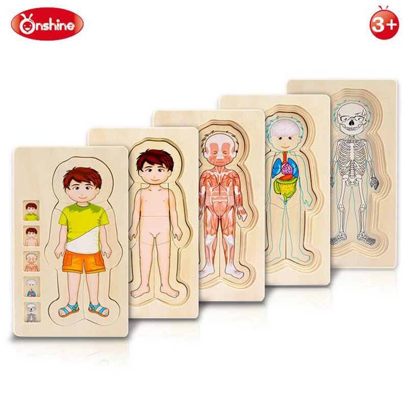 

Onshine Wooden Multi-layer Puzzle Toys Boys Girls Body Structure Children Kids Learning Cognition Toys Educational For Children