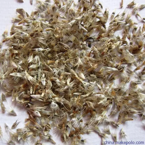 20PC exotic big flower (Gaillardia) seeds. Blue eye daisy seeds