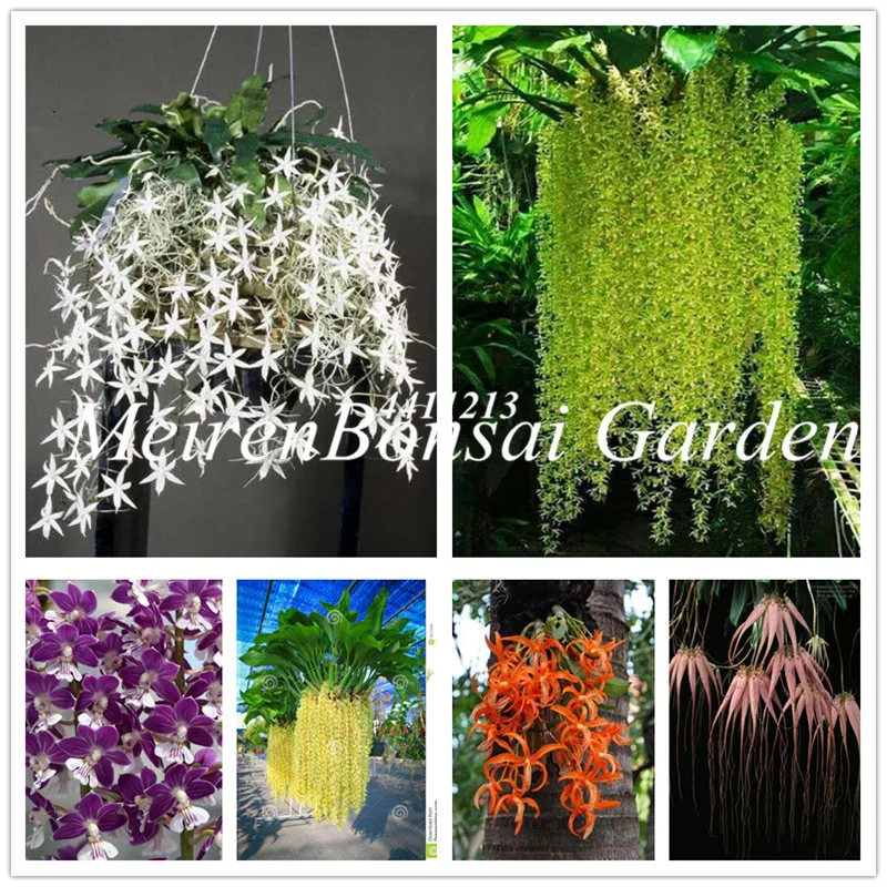

100 Pcs Phalaenopsis Orchid Plant Butterfly Orchid Potted plants hanging Orchid Indoor Flowers Bonsai Potted Home Garden Plant