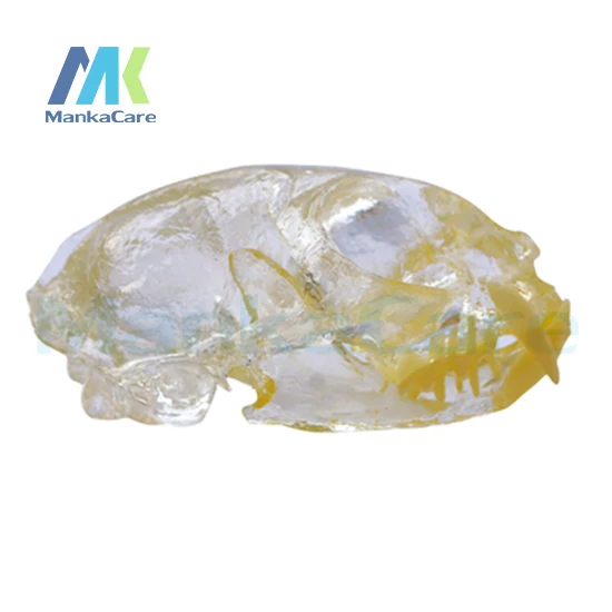 

Manka Care - Cat Dentition Model Oral Model Teeth Tooth Model