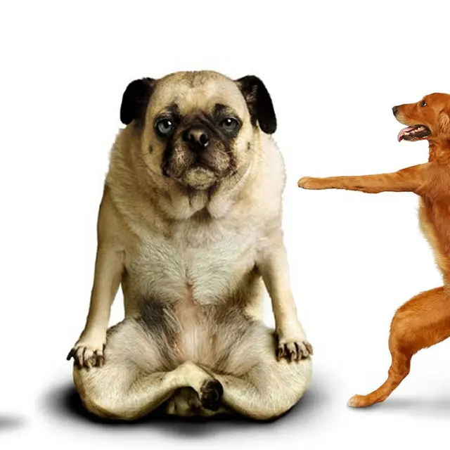 3 шт. хит продаж Современная Настенная живопись Happy Dogs танцевальная Печать на