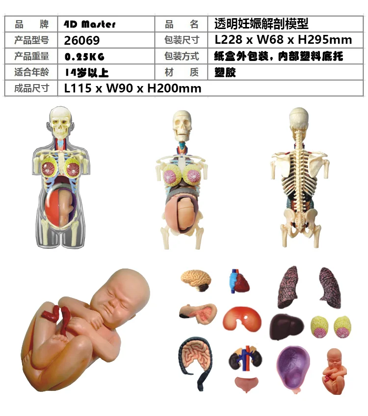 Модель для сборки человеческого тела, модель для женской беременности