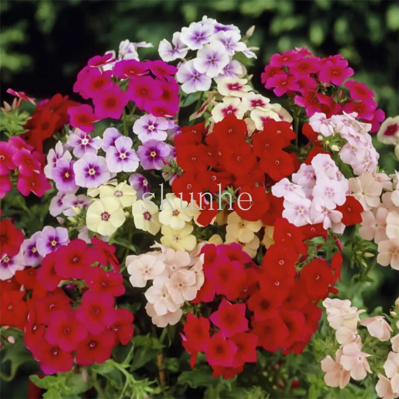 

Phlox bonsais office green balcony school community garden flowerbed garden landscape with flower 10pcs(fu lu kao)