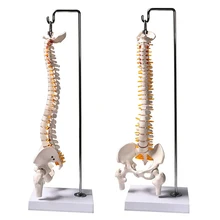 45 cm 1/2 taille réelle anatomie humaine colonne vertébrale modèle Pelvis fémurs avec support Hnanging éducatif Science médicale modèle d'enseignement