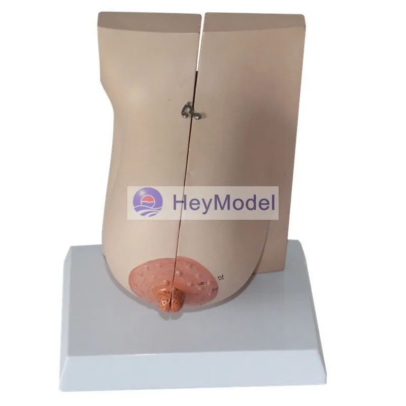 Модель женской груди HeyModel|breast|breast modelingbreasts female |
