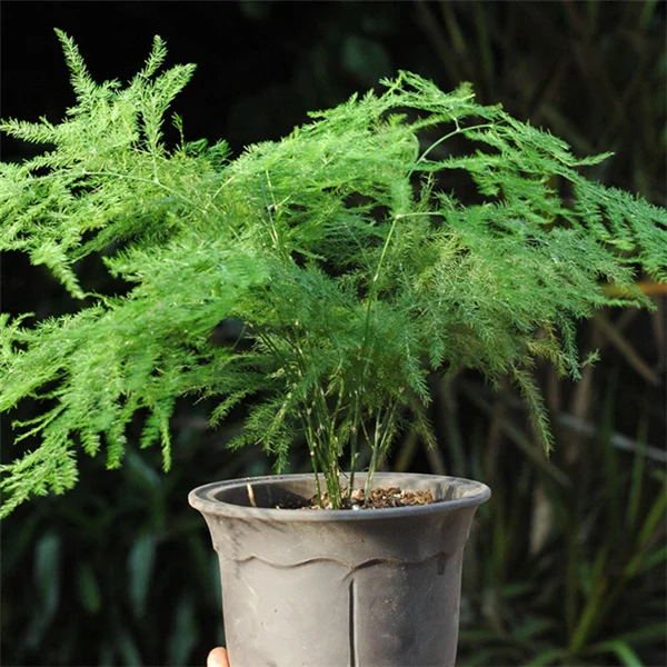 Online Buy Wholesale asparagus fern plants from China asparagus fern plants Wholesalers