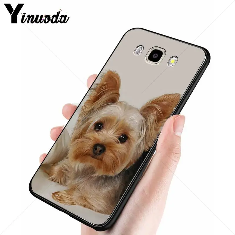 yorkshire terrier dog puppy 