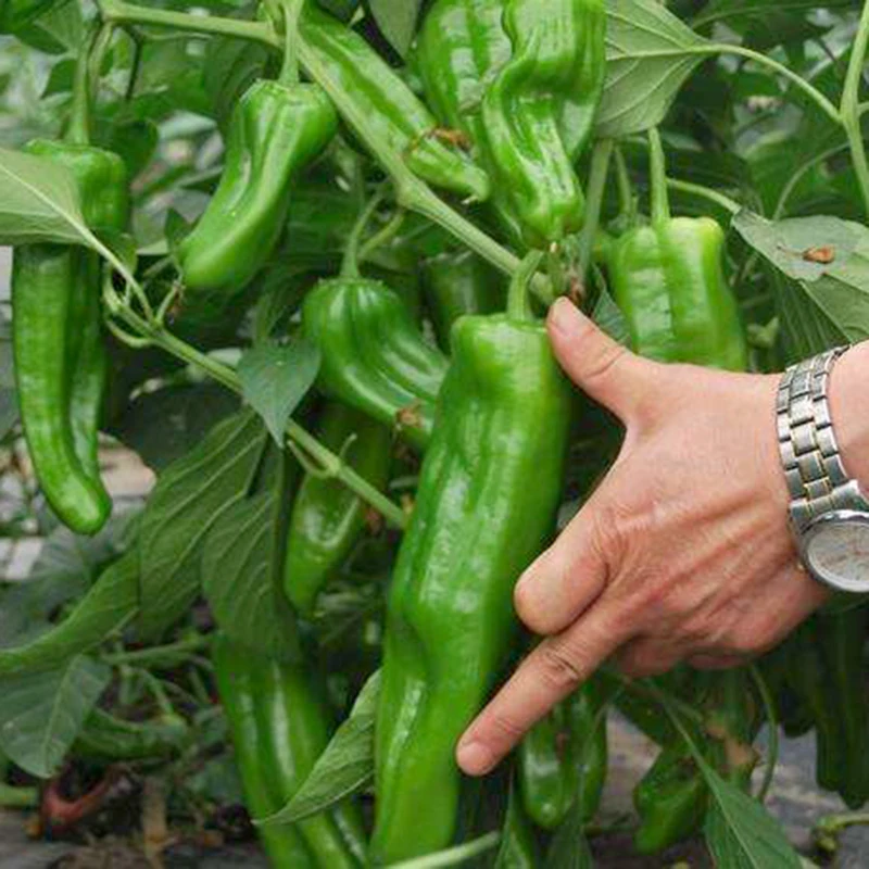 Free Shipping,100 Giant pepper seeds Marconi Peppers DIY Home Garden