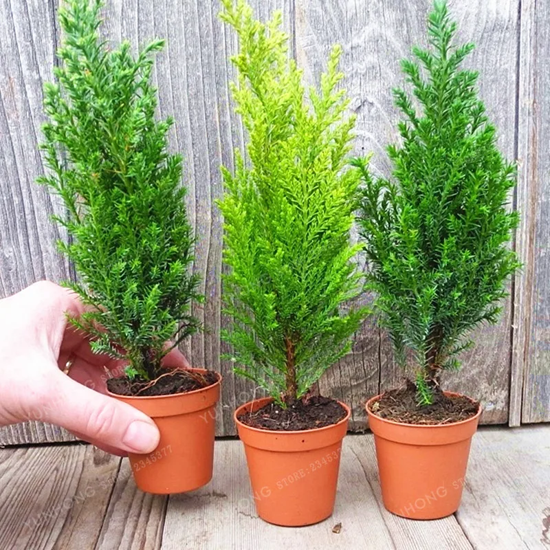 Hot Selling 50 Pcs Italian Cypress Tree Seeds(Cupressus Sempervirens