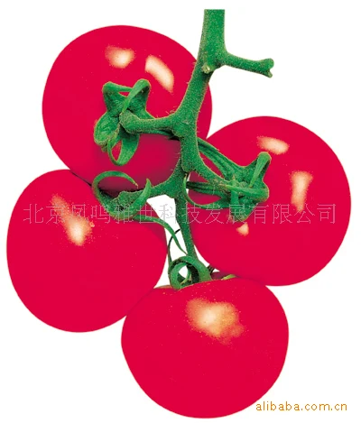 

Caramel powder pink anti- ty tomato bonsai 200pcs organic vegetables