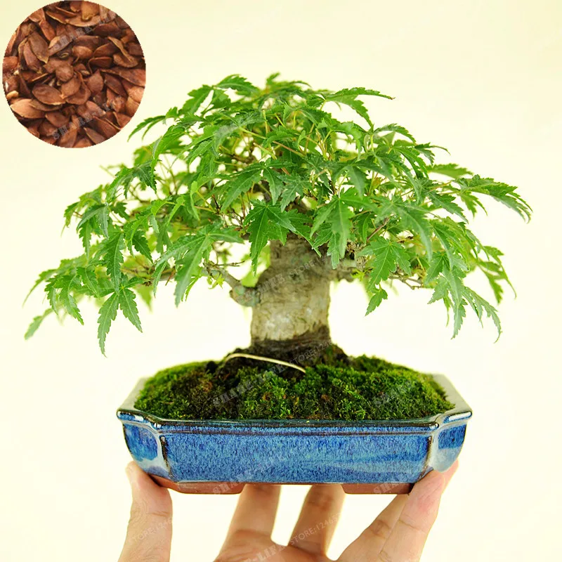 Зеленый карликовые деревья клен дерево бонсай мини клен дланевидный Thunb дерево для комнатных растений можно поставить на офис стол 20 шт