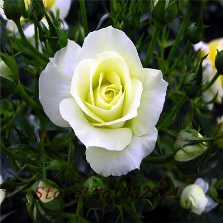 White Garden Rose Bush popular rose bush-buy cheap rose bush lots from china rose bush White Garden Rose Bush popular rose bush-buy cheap rose bush lots from china rose bush