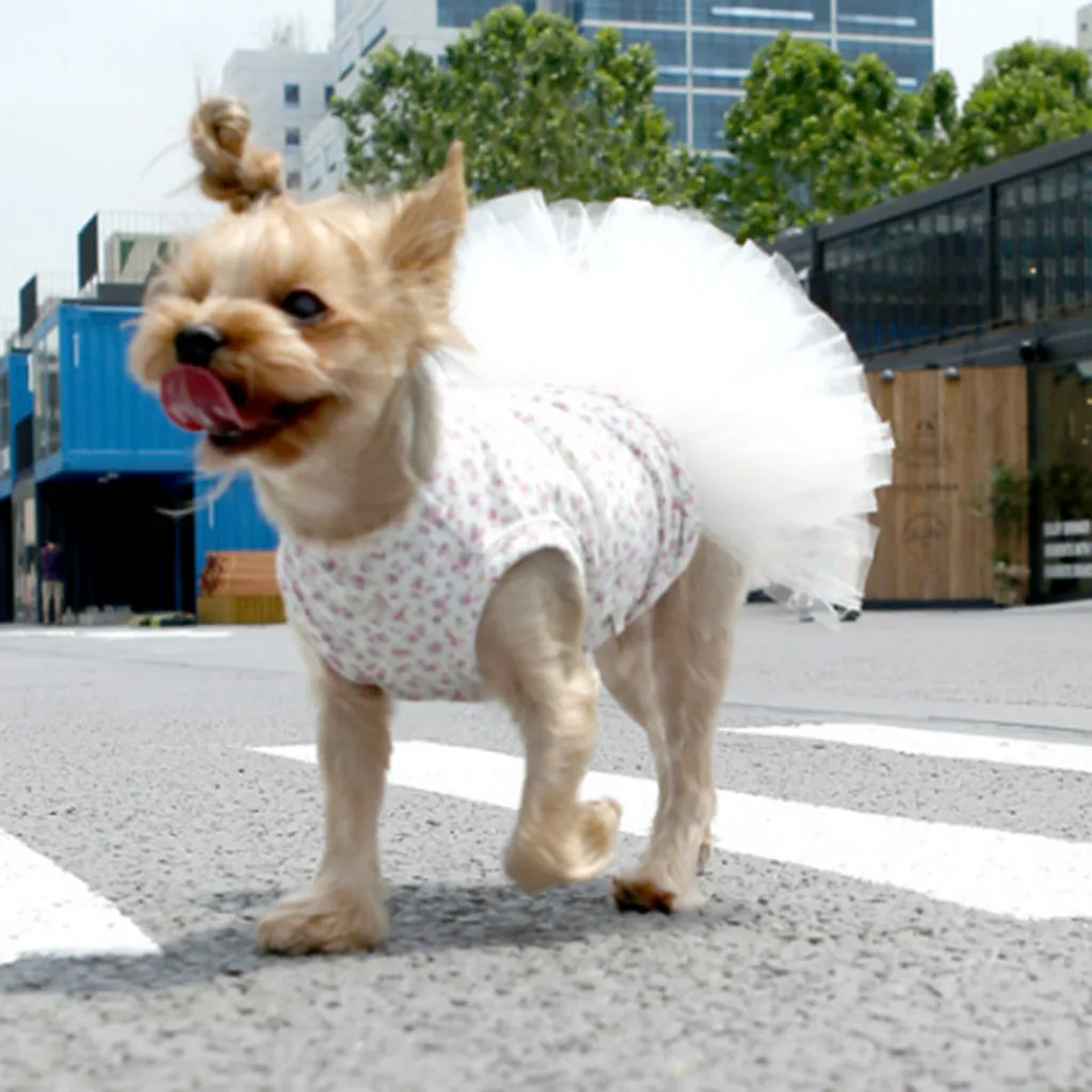 

Transer Dress For Dogs Fashion Pet Spring And Summer Breathable Elegant Dog Tutu White Skirt Cat Disfraz Perro 19May27 P35