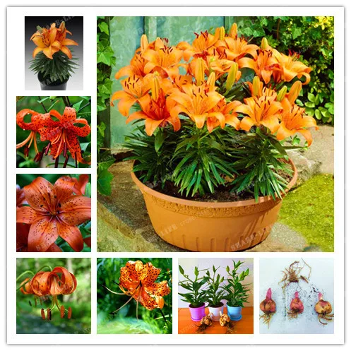 

2 Bulbs 100% True Orange Lily Bulbs Bonsai Flower Indoor Plant Radiation Absorption Natural Growth Bonsai Flower