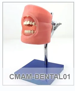 CMAM/12557 Dental-Phantom Head, Human Oral Dental Medical Teaching анатомическая модель