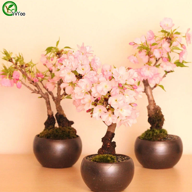 Cherry Blossoms Bonsai Flower Plant Diy Home Garden To 10 Particles Lot