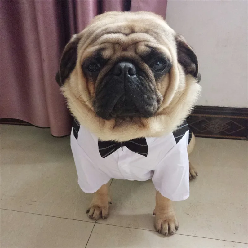 Bigeyedog мопса французская одежда для бульдога мужской костюм собаки свадебная