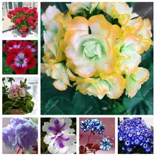 Two-color Red White Tuchenhagen Geranium Flower Seeds Perennial Seeds Pelargonium Peltatum Seeds 100 seeds / bag
