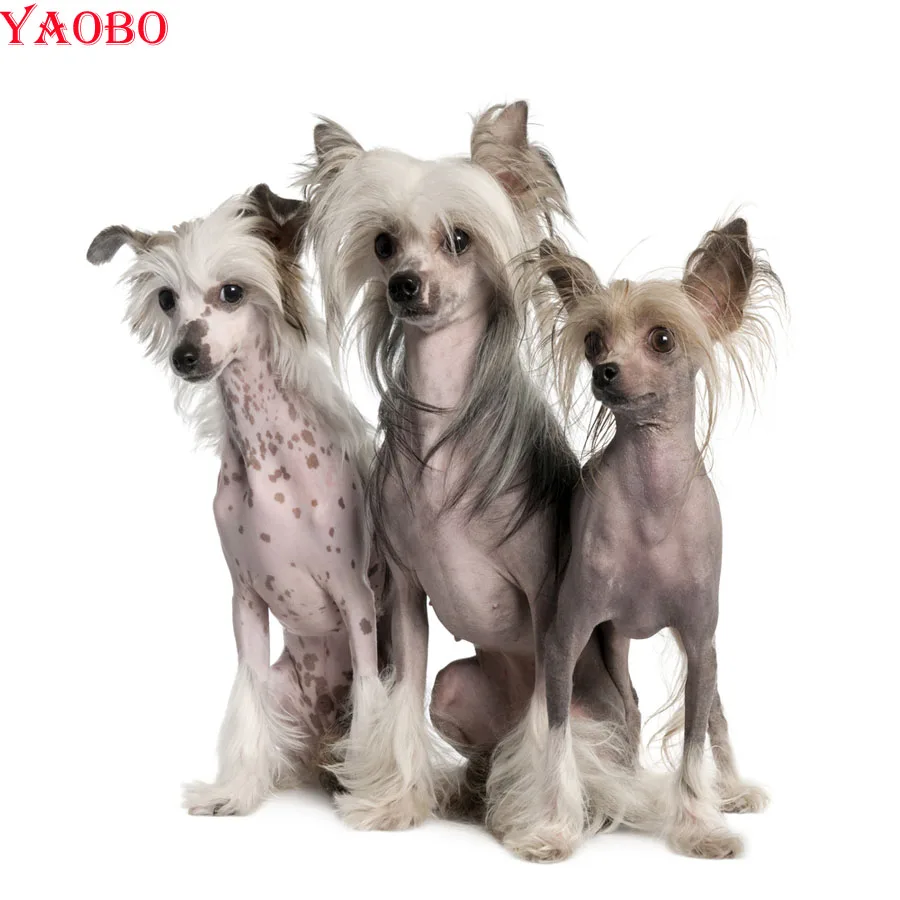 

5D DIY Diamond Painting chinese crested dog 3d Cross Stitch Full Square round drill Rhinestones embroidery Diamond Mosaic sale