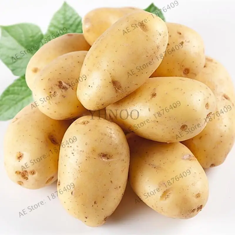 Бонсай 200 шт. фиолетовый сладкий картофель Ipomoea batatas вкусные растения без ГМО овощи для двора фермы посадки - Цвет: 3