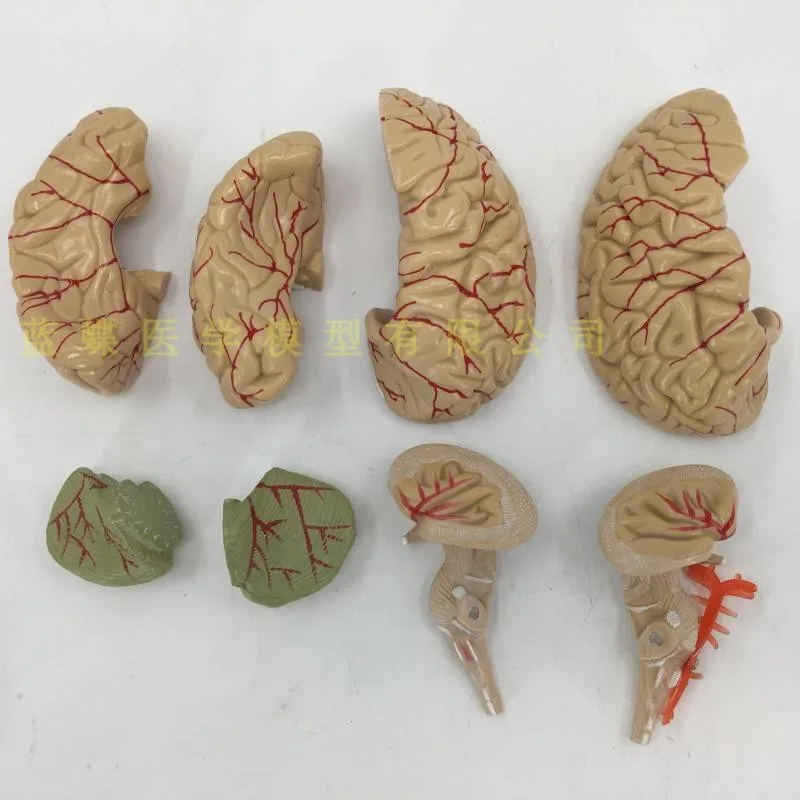 Съемная модель Анатомия мозга человека цереброваскулярный манекен для медицинского обучения оборудования