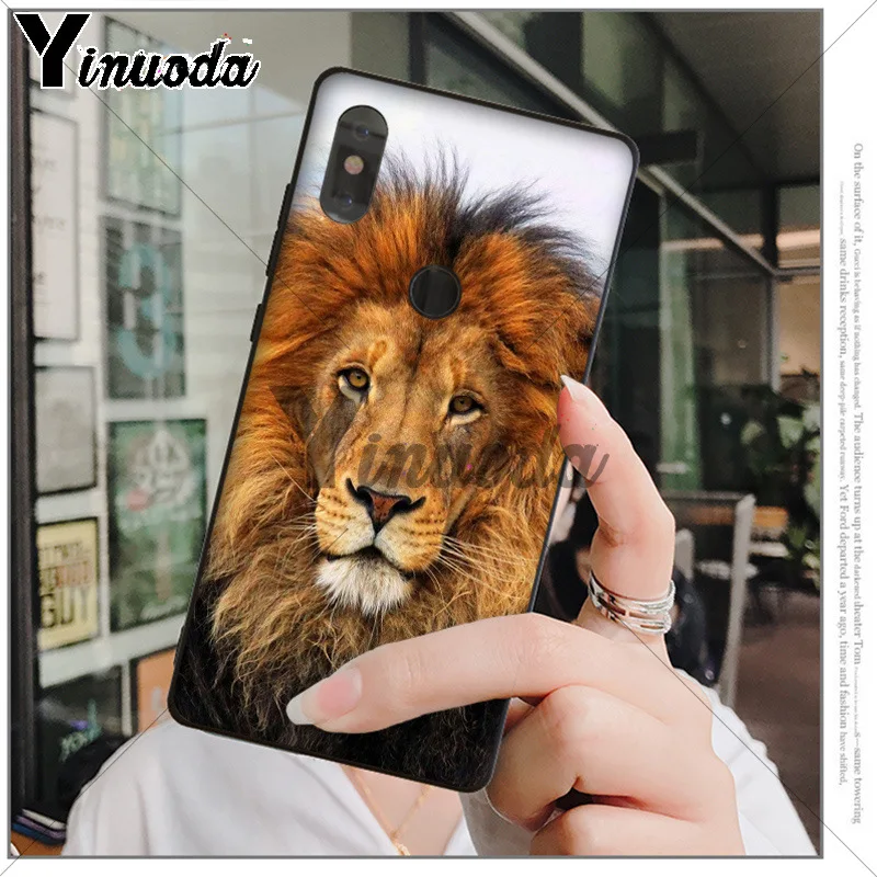 Animals The lion