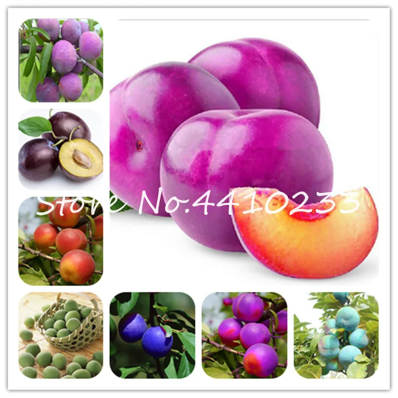 

High Quality Bonsai Plant 5 Pcs Red Brin Plum Bonsai Very Tasty Prune Sweet Fruit Bonsai Tree Jardin Bonsai Vegetable Fruit Pot