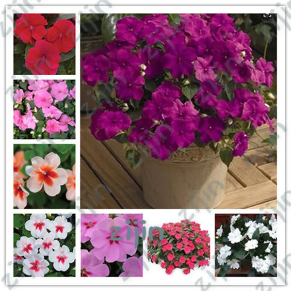 

50Pcs Super Balsam Double Impatiens Flower Bonsai, Rare Beautiful Flower Plant For Home Garden Easy To Grow Rare Variety