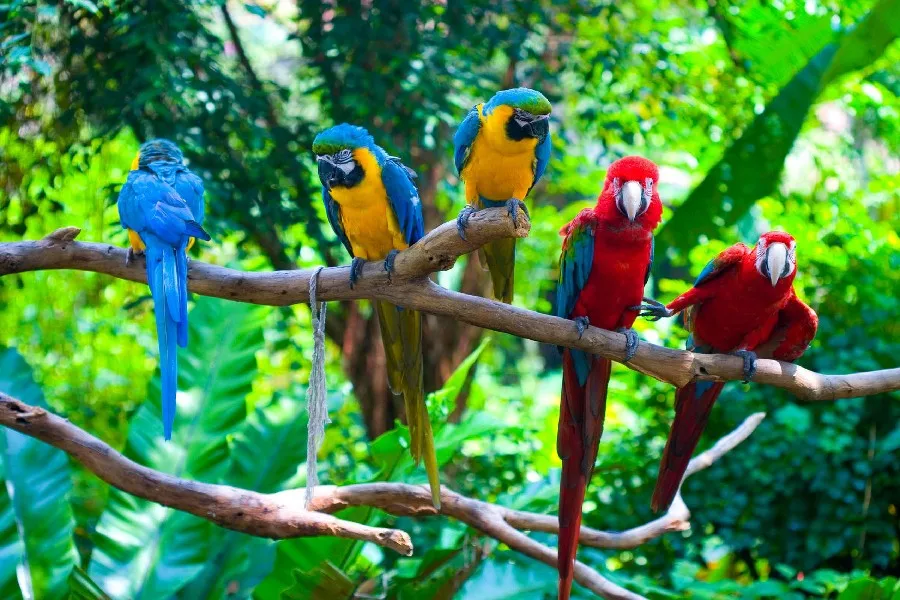 Ara Branches Rainforest Nature Fowl Colored Feathers Animal Poster