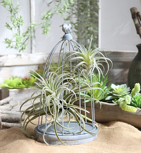 

2018 new arrival artificial air plant Tillandsia artificial plant succulent Pineapple leaf