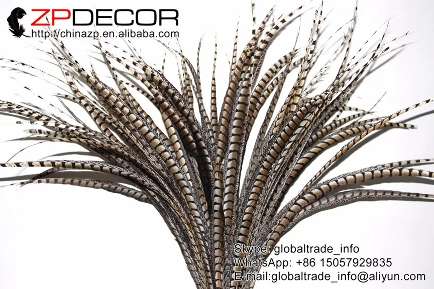 natural lady amherst pheasant feathers  (132)