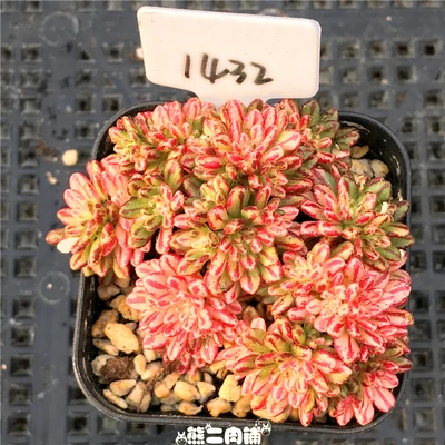 1 Кластер живой суккулент и кактус "Aeonium sedifolius Variegated" черенки различные живые растения настоящее растение