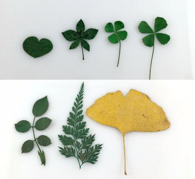 100pcs dried lucky leaf