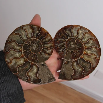 

SUIRONG---412++++ 1 pairs of Split Ammonite Fossil Specimen Shell Healing Madagascar