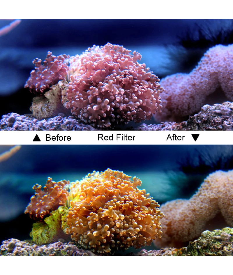 YC10652-RedSj4000_04