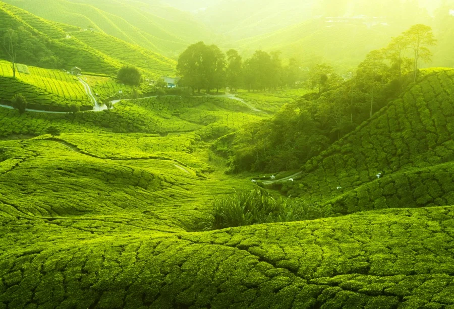 

Laeacco Wonderful Spring Green Terraces Field Landscape Photography Backdrops Vinyl Backdrop Custom Backgrounds For Photo Studio
