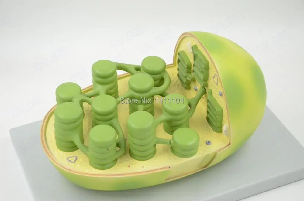 Free Shipping Chloroplast Anatomical Structure Model Photosynthesis Biology Teaching Model Science And Education Instruments Model Structures Science Modelanatomical Model Aliexpress Free Shipping Chloroplast Anatomical Structure Model Photosynthesis Biology Teaching Model Science And Education Instruments Model Structures Science Modelanatomical Model Aliexpress