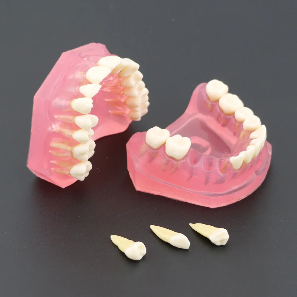  Dental Standard Model with Removable Teeth #4004 01 Dental Study Teach Teeth Model - 32795044564