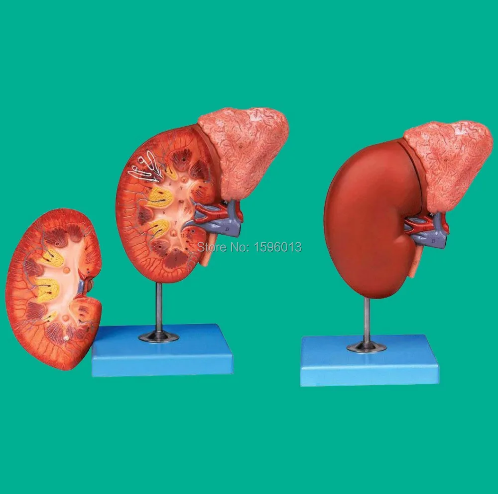 

Kidney and Adrenal Gland Model, Renal Anatomy Model , Adrenal anatomy Model(2-Part)