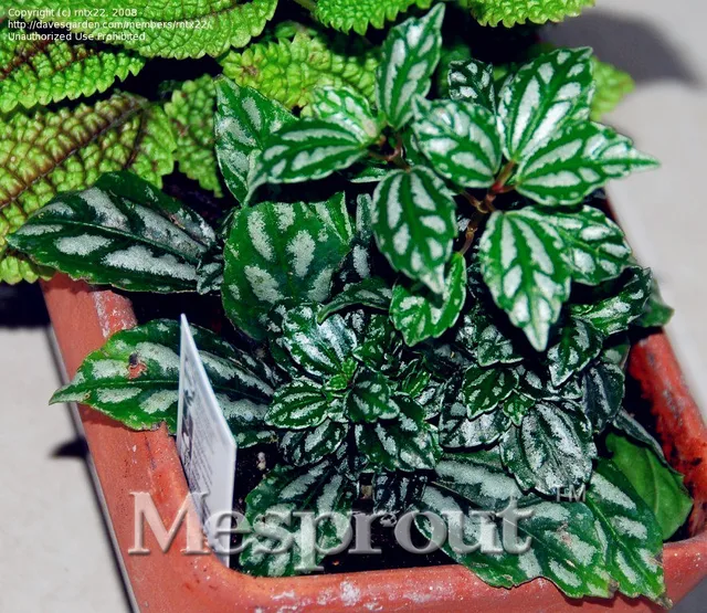 100 Genuine Rare 50pcs Pilea Notata Seeds Bonsai Plants Indoor 100 Genuine Rare 50pcs Pilea Notata Seeds Bonsai Plants Indoor Anti Radiation