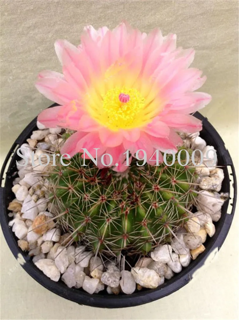 200 Pcs Succulent Flores Cactus Flower Plantas Garden Bonsai Plant Rare