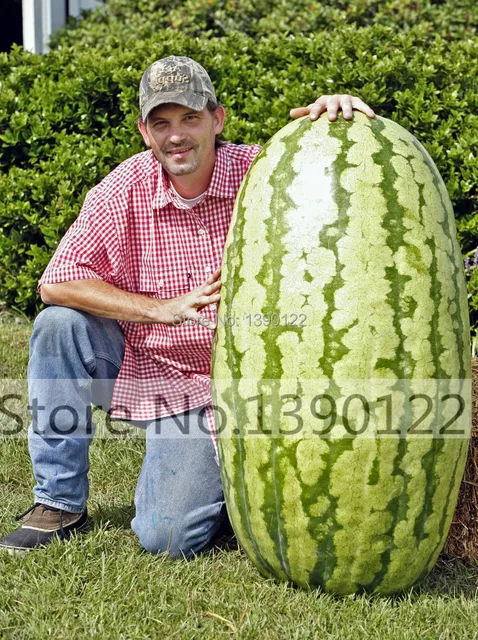 30 Bag Giant Watermelon Seeds Sugar Baby Compact Size Very Sweet 30 Bag Giant Watermelon Seeds Sugar Baby Compact Size Very Sweet Heirloom