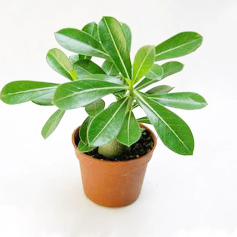 100% True Unique Black Desert Rose Plant Flower Ornamental Plants Bonsai Balcony Adenium Obesum Home Garden Flowers 1PCS 100% True Unique Black Desert Rose Plant Flower Ornamental Plants Bonsai Balcony Adenium Obesum Home Garden Flowers 1PCS