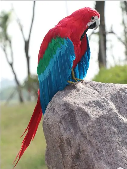 big-new-simulation-red-parrot-model-polyethylene-furs-creative-wings-bird-gift-about-50cm-0581