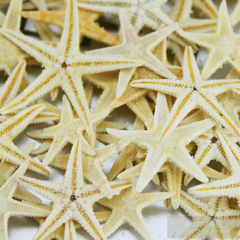 100pcs Mini Starfish Star Sea Shell Beach Craft Natural Sea Stars DIY Beach Wedding Decoration Size:2-3cm Crafts Home Decor